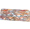 Spiny Oyster shell Orange & White