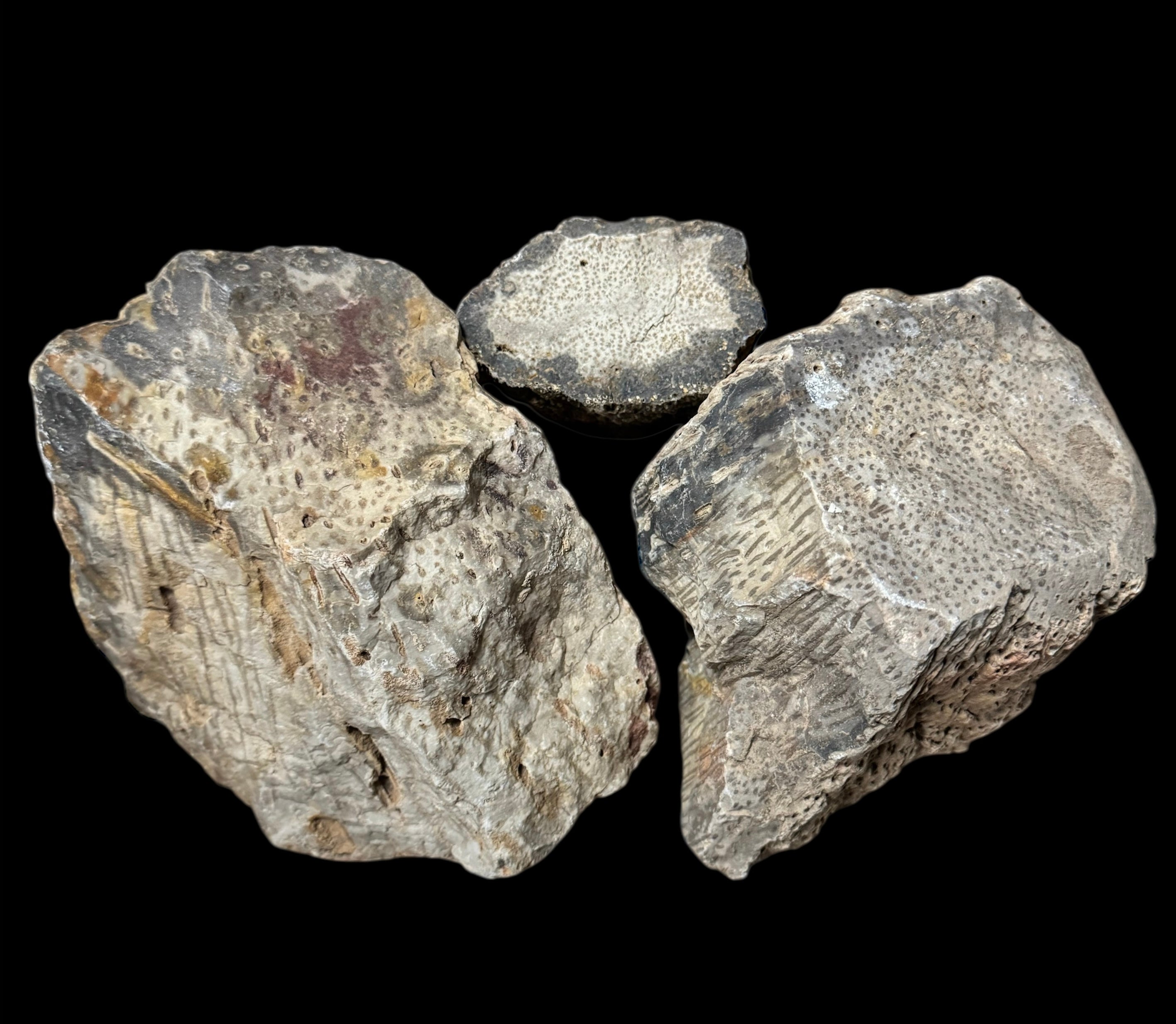 Petrified Palm Wood Lapidary Rough | Gem Center USA INC