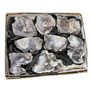 Polished Chalcedony Flats from Mexico