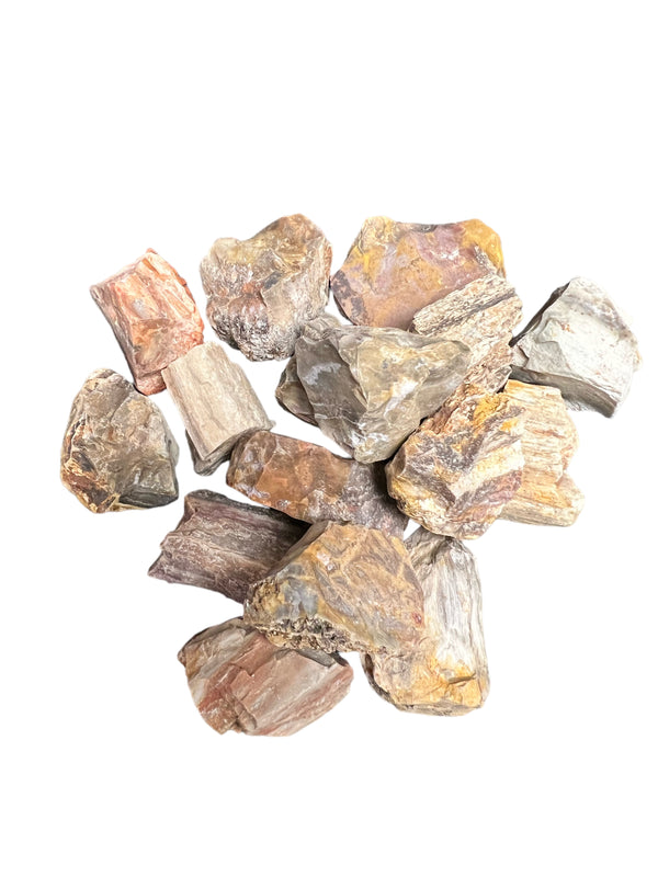 Petrified Wood Rough Specimens