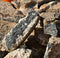 Turritella Fossil Agate Lapidary Rough - Gem Center USA INC